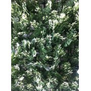 MURO VERDE ARTIFICIAL PVC MODELO CUPRESSUS 6035 - protección UV & Fire Retardant (precio por m2, pre