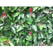 MURO VERDE ARTIFICIAL PVC MODELO PHOTINIA 6071 - protección UV & Fire Retardant (precio por M2, prec